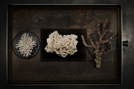 Still life overhead shot of three pieces of coral on a dark, textured metal surface: a branch, a round piece, and a section.