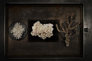 Overhead flat lay of three white and brown coral specimens arranged on black circular bases inside a weathered dark metal tray.