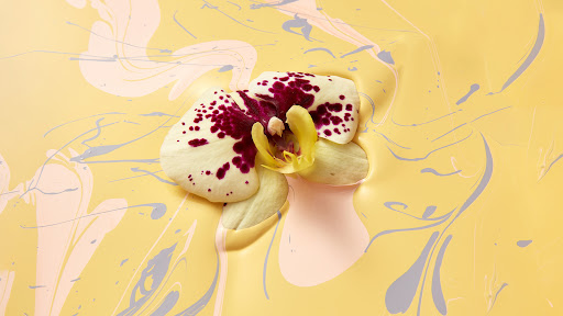 Close-up of a vibrant orchid flower in full bloom with creamy petals, burgundy spots, and a yellow center, set against a swirling pastel background.