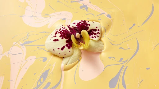Close-up of a vibrant orchid flower in full bloom with creamy petals, burgundy spots, and a yellow center, set against a swirling pastel background.