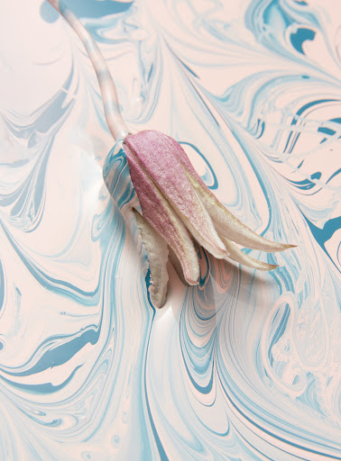 Still life photograph of a single wilting tulip submerged in a pool of marbled light blue, dark blue, and light pink fluid.