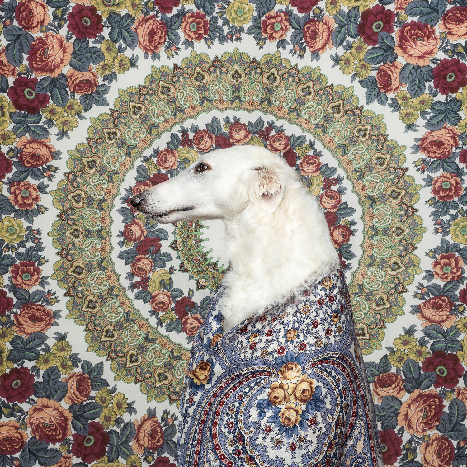 White Borzoi dog draped in a floral shawl poses in front of a matching floral backdrop, creating a cohesive and decorative visual effect.