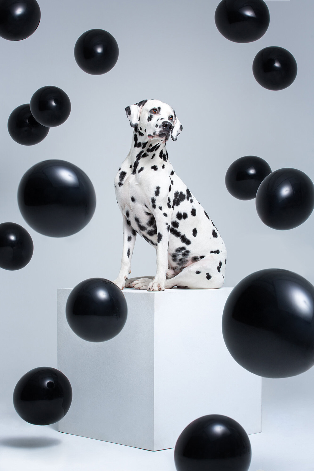 Dalmatian dog sits on a white cube surrounded by floating black spheres in a studio setting, creating a modern, playful composition.
