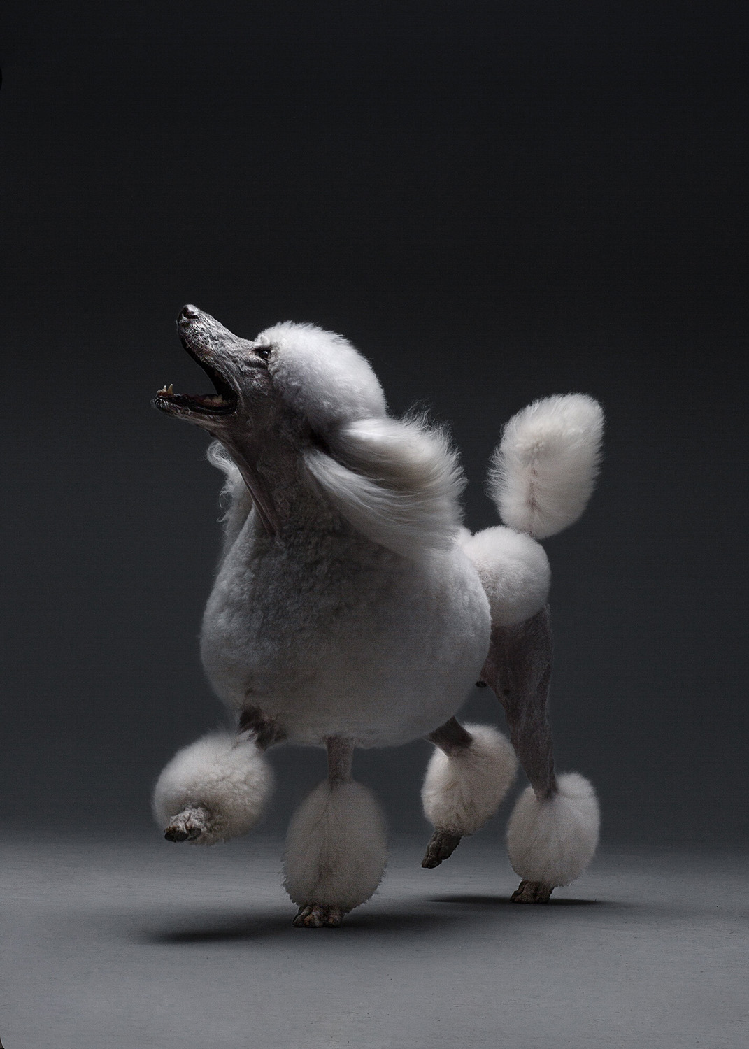 Full-body shot of a white standard poodle standing on its hind legs and seemingly barking in a gray photo studio setting.
