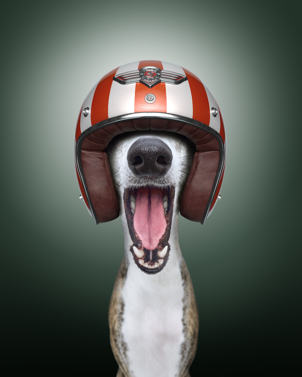 Dog with open mouth wearing a red and white striped motorcycle helmet in front of a green gradient background, close-up.