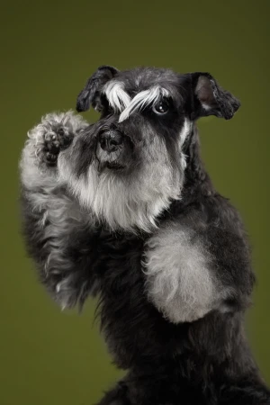 Portrait of a black and gray Miniature Schnauzer dog against a green backdrop, with a paw raised in a playful pose.