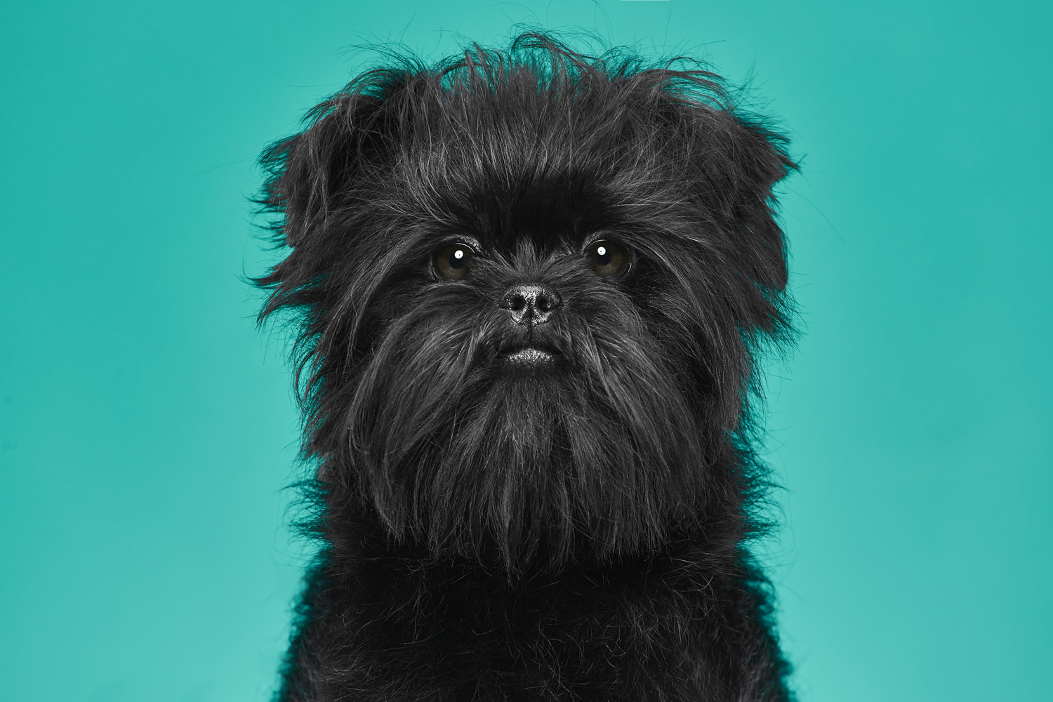 Close-up portrait of a black Griffon Bruxellois dog with a distinctive beard and mustache against a teal background in a studio shot.