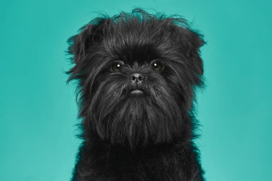 Close-up front-facing studio portrait of a fluffy black Affenpinscher dog against a vibrant turquoise background.