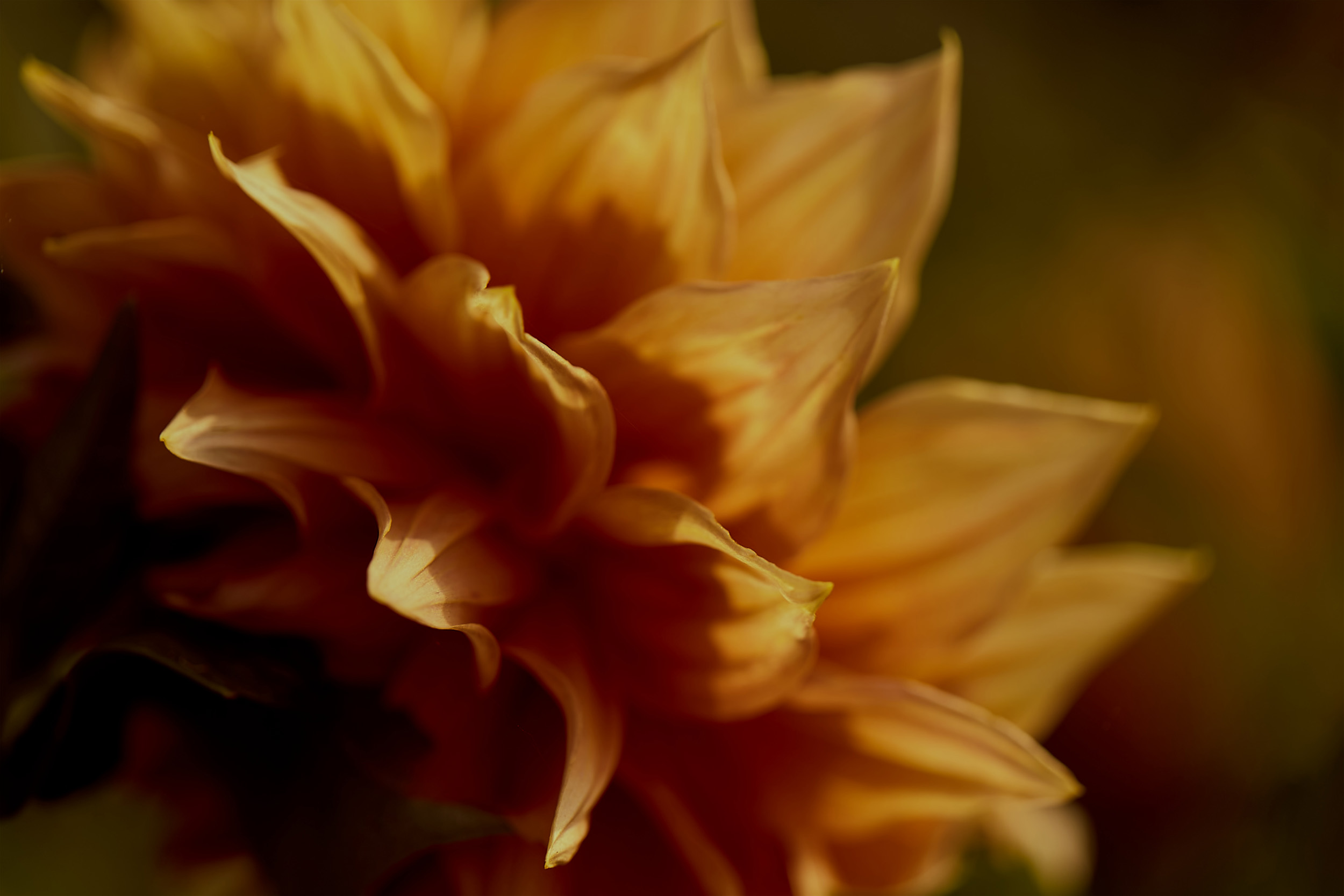 Close-up of a golden dahlia flower in soft, warm lighting, showcasing its intricate petal patterns and textures, botanical details.