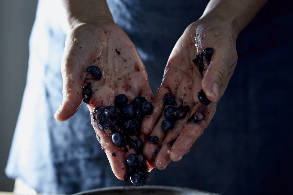 Two hands hold a pile of blueberries. The person wears a denim apron. There is some dark juice staining the hands, fingers, and palms.
