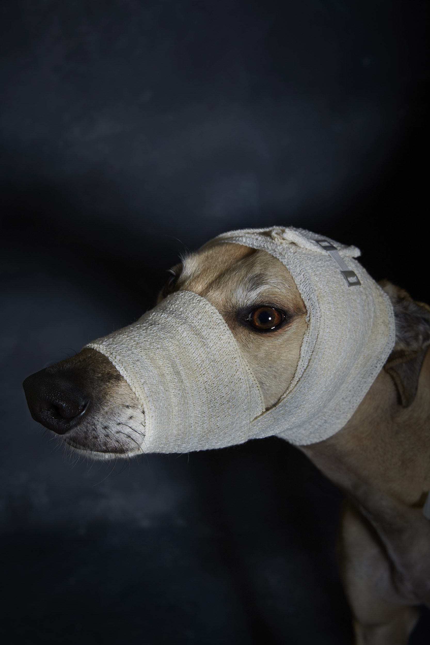 A dog with tan fur is shown in a close-up shot wearing a white bandage around its head with dark background and visible fur.