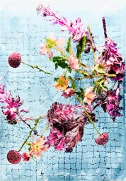 Pink and magenta flowers and leafy foliage floating in clear water over a blue tiled swimming pool base.