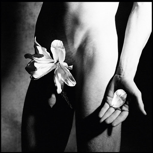 Monochrome artistic nude featuring a human torso and upper legs adorned with a large white flower, held in hand with two loose petals.