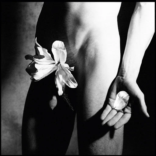 Monochrome artistic nude featuring a human torso and upper legs adorned with a large white flower, held in hand with two loose petals.