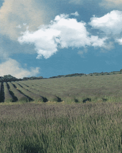 Scenic view of a lavender field on a hillside under a partly cloudy sky, capturing the essence of a serene and natural landscape.