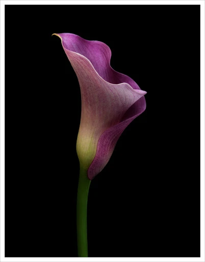 Calla lily flower in shades of purple and green set against a stark black background, capturing its elegant form and delicate color gradients.