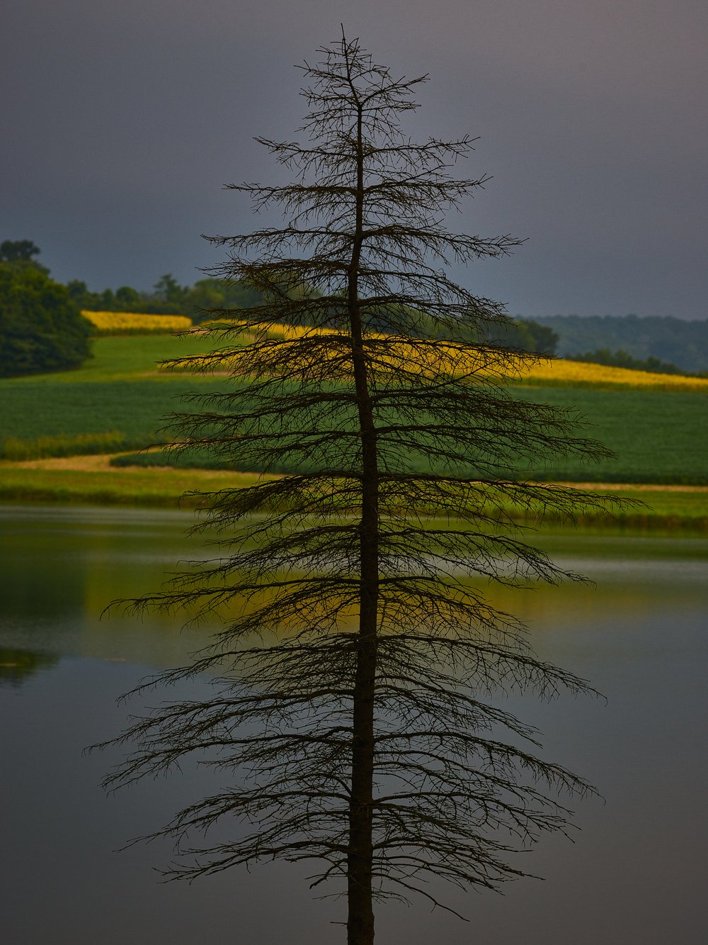 Solitary tree in the foreground, reflected in water, with green fields and a moody sky in the background, creating a natural landscape scene.