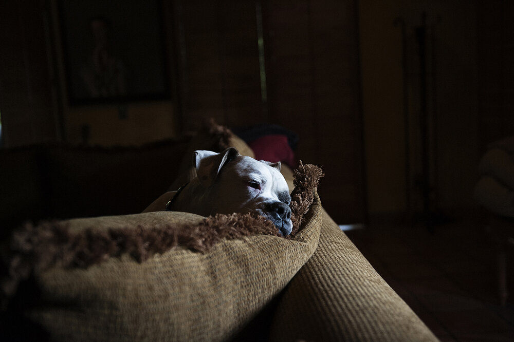 Adult boxer dog rests on a brown textile couch indoors with dark lighting in a domestic setting, conveying comfort and relaxation.