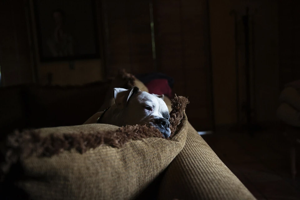 Adult boxer dog rests on a brown textile couch indoors with dark lighting in a domestic setting, conveying comfort and relaxation.