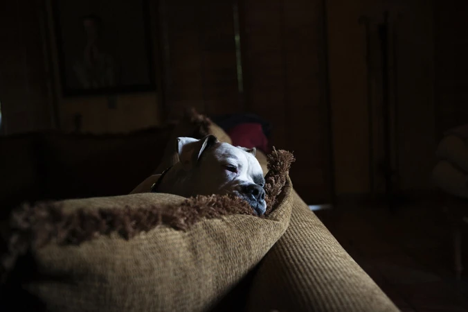 Adult boxer dog rests on a brown textile couch indoors with dark lighting in a domestic setting, conveying comfort and relaxation.