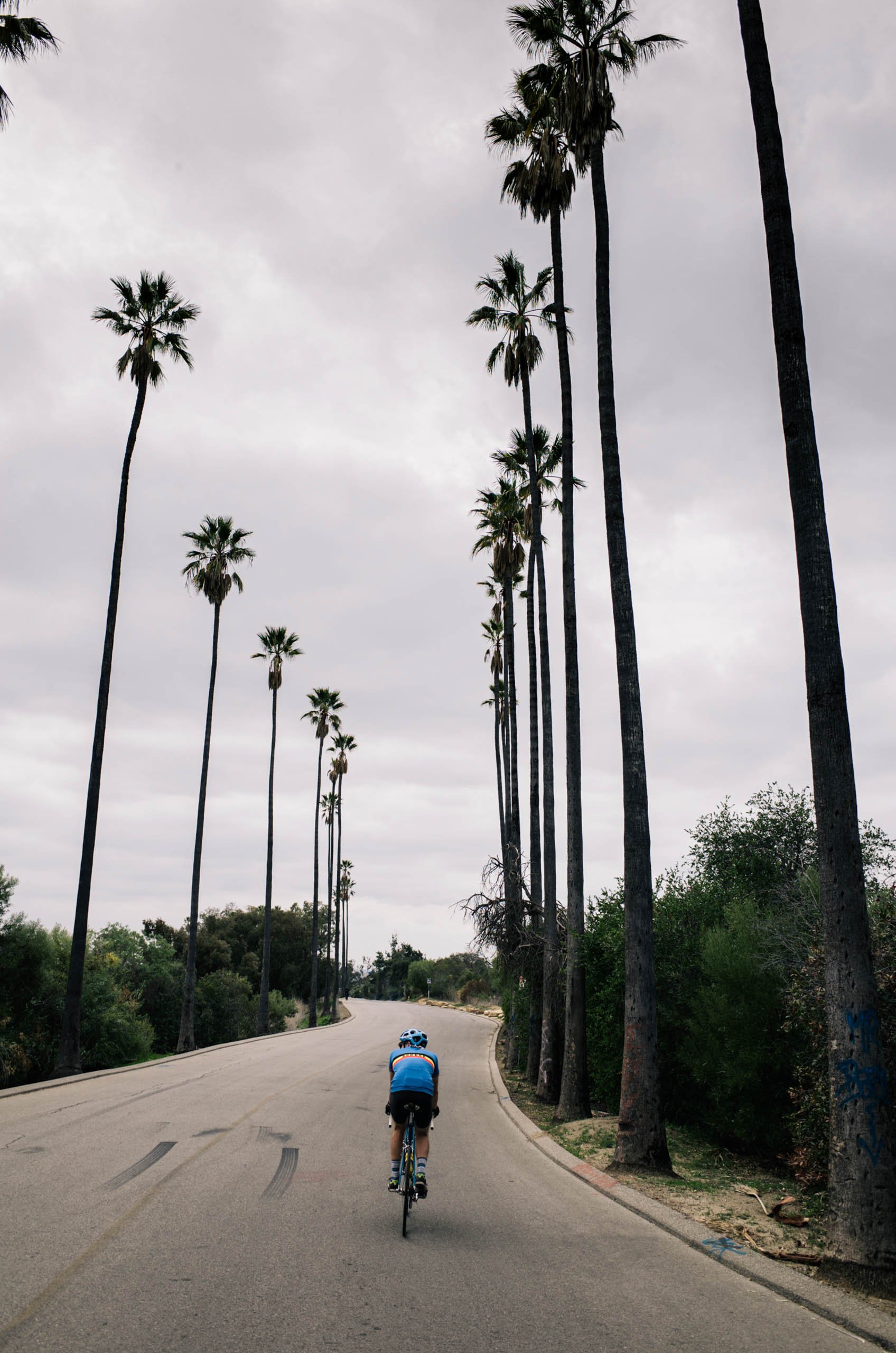 A cyclist rides down a road lined with tall palm trees under an overcast sky, capturing a moment of outdoor fitness and leisure.
