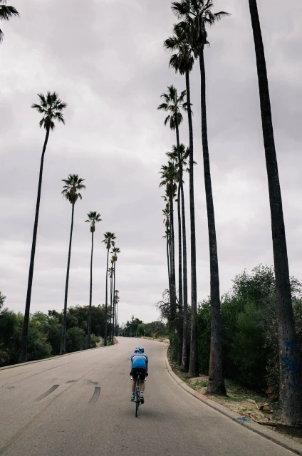 A cyclist rides down a road lined with tall palm trees under an overcast sky, capturing a moment of outdoor fitness and leisure.