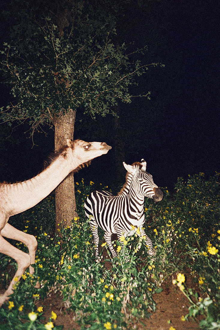 Camel and zebra standing in field of yellow flowers next to tree at night, creating a unique and surreal wildlife scene.