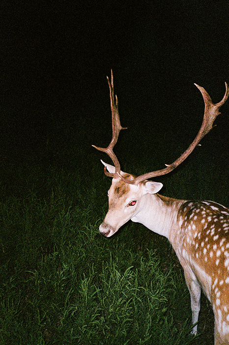 Stag with large antlers stands in tall green grass at night, looking to the left in a nighttime outdoor setting.