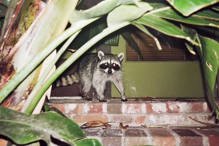A raccoon stands on red brick steps near green plants and a green door in an eye-level shot with dark lighting.