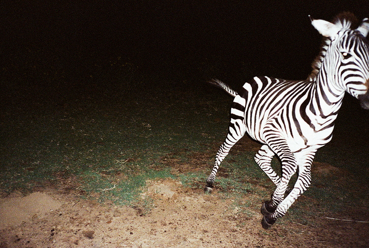 Zebra running in a dark, grassy landscape. The animal's black and white stripes are prominent as it moves through the dim environment.