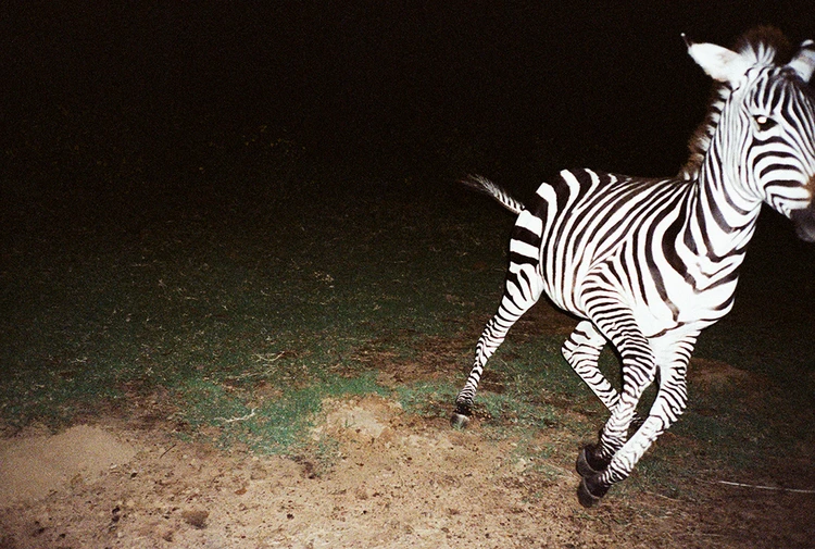 Zebra running in a dark, grassy landscape. The animal's black and white stripes are prominent as it moves through the dim environment.