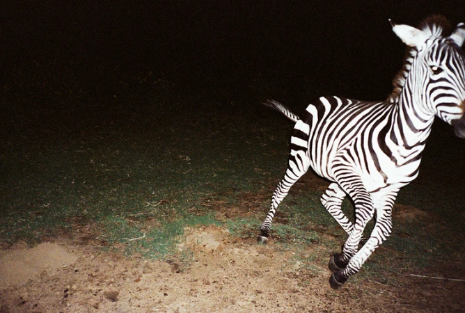 Zebra running in a dark, grassy landscape. The animal's black and white stripes are prominent as it moves through the dim environment.