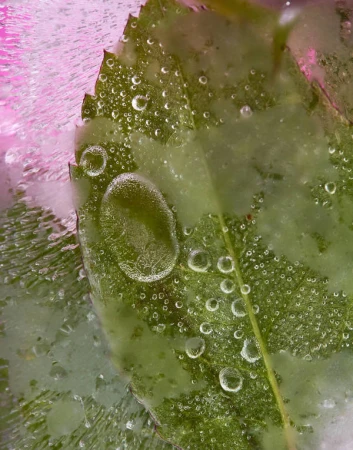 Close-up macro shot of a green leaf frozen in ice with visible trapped air bubbles and pink tones.