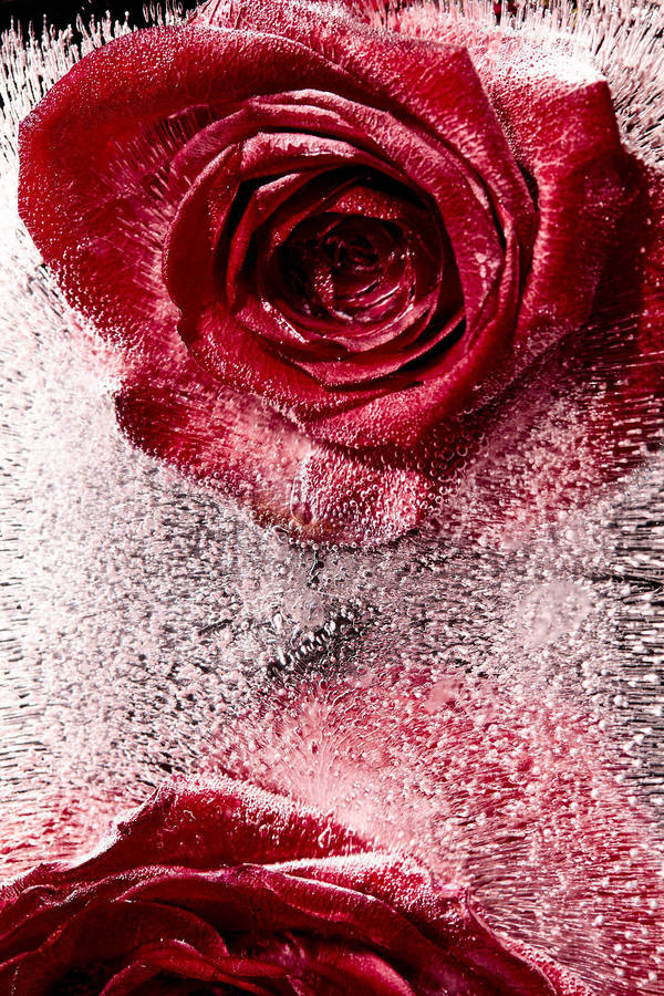 Two red roses appear suspended in clear, icy water with air bubbles. The dark background emphasizes the roses' color and texture.