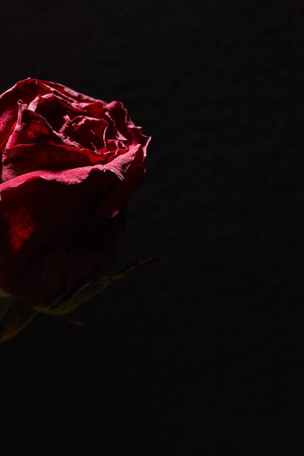 Close-up of a dark red rose illuminated by dramatic low-key lighting against a solid black background.