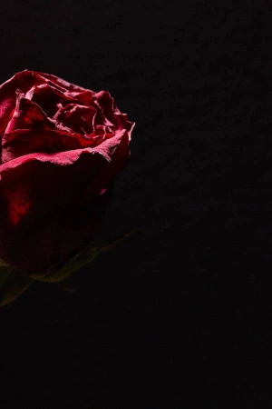 Close-up of a dark red rose illuminated by dramatic low-key lighting against a solid black background.