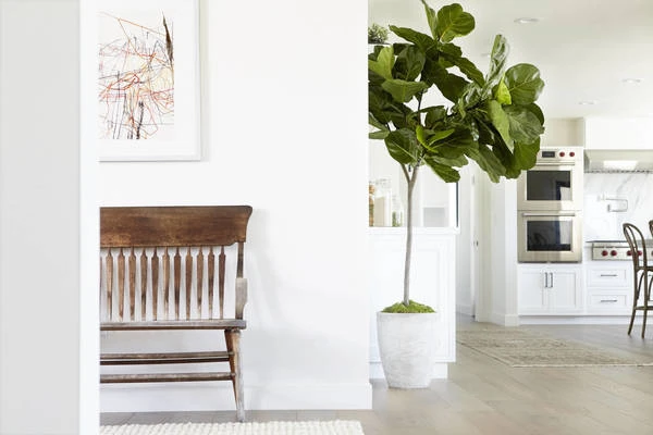 Interior view of a home foyer with a brown wooden bench, potted fiddle-leaf fig tree, abstract art and view into a white kitchen.