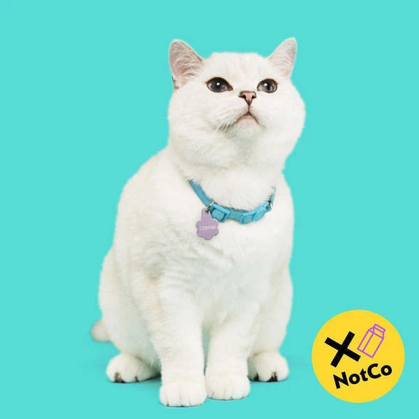 White domestic short hair cat sits and looks up on a bright blue background wearing a blue collar with a purple tag. Pet photography.