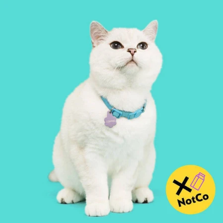 White domestic short hair cat sits and looks up on a bright blue background wearing a blue collar with a purple tag. Pet photography.