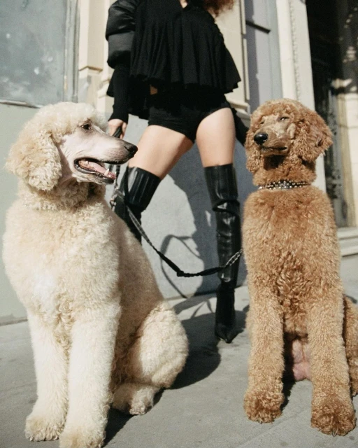 Two poodle dogs, one white and one brown, sit on a sidewalk with a woman wearing black clothing and high boots standing behind them.