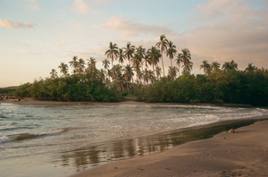 Sandy beach meeting calm water with a dense grove of tall palm trees lining the distant shore under an open cloudy sky.