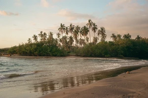 Sandy beach meeting calm water with a dense grove of tall palm trees lining the distant shore under an open cloudy sky.