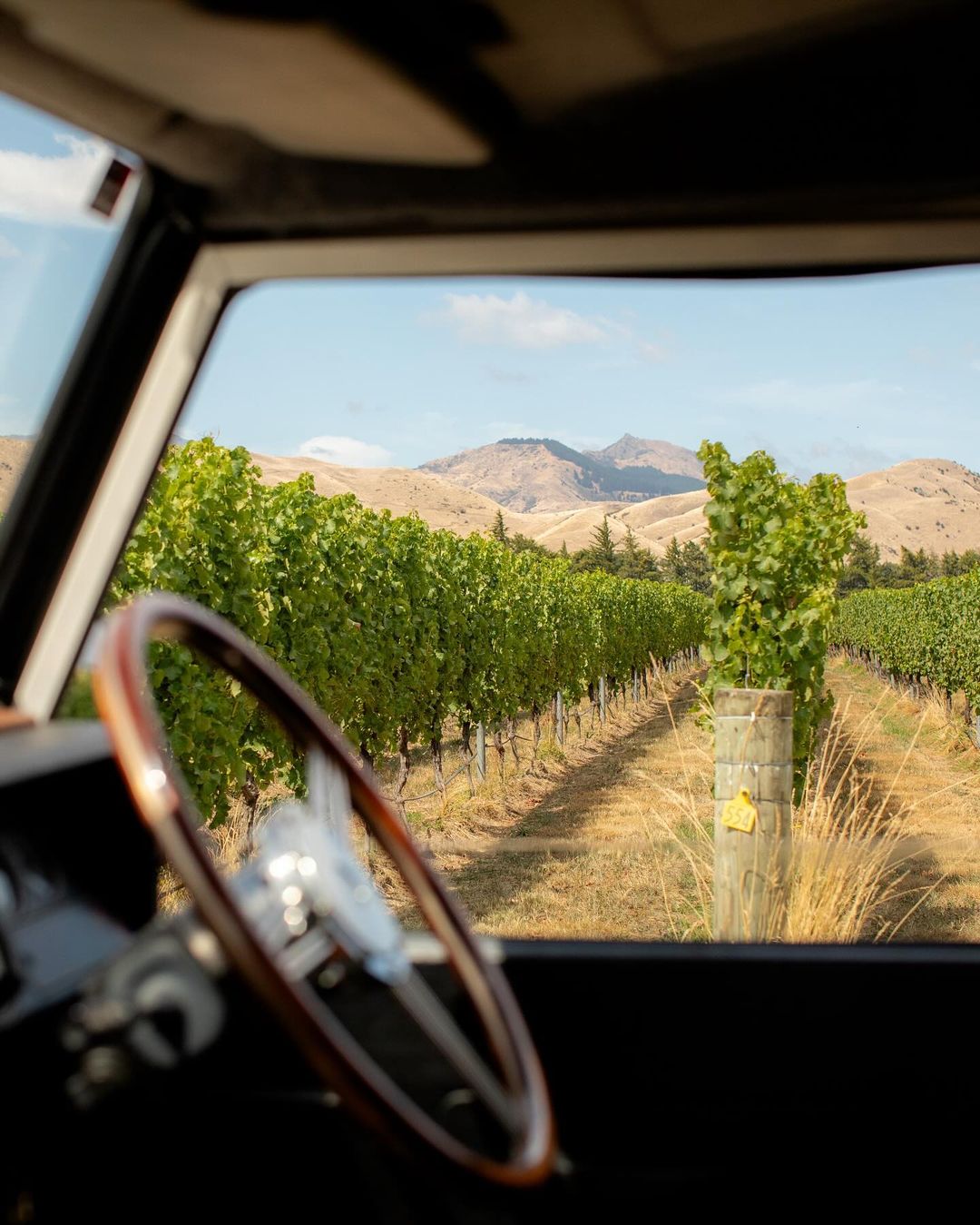 View of a vineyard through a car window on a sunny day, featuring rows of grape vines, rolling hills, and a classic steering wheel.