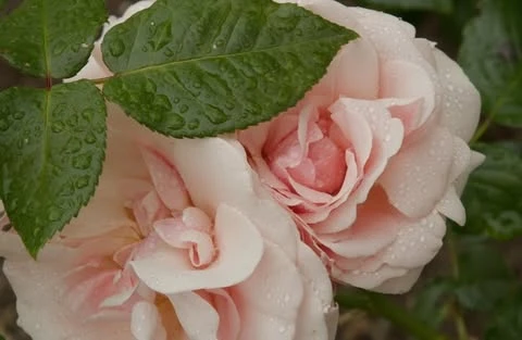 Close-up of pale pink roses covered in morning dew droplets with dark green leaves