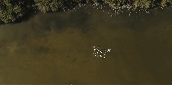 Aerial view shows a large flock of white birds swimming in a brown river near a forest edge, captured from a high angle.