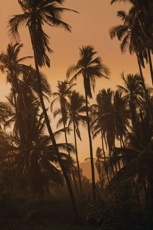 Lush landscape with numerous palm trees silhouetted against a warm, orange-tinted sky at sunset, creating a tropical and tranquil scene.