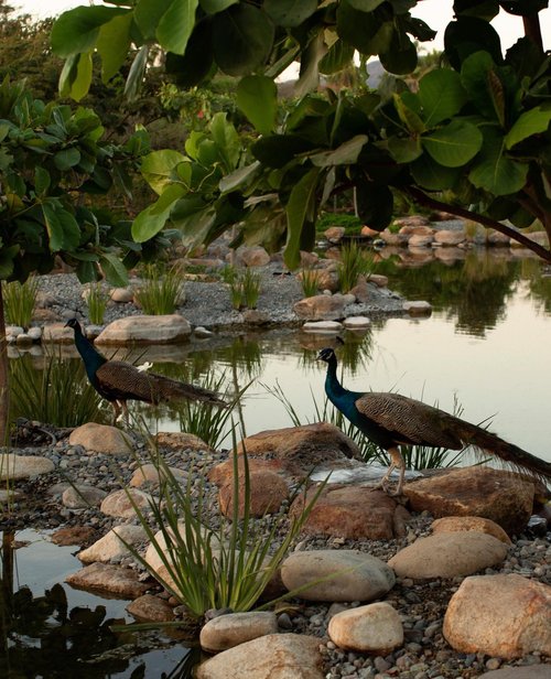 Two peacocks stand on rocks near a pond, surrounded by lush greenery and trees in a nature scene at daytime.