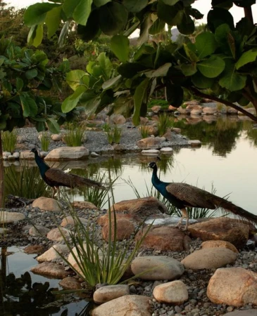 Two peacocks stand on rocks near a pond, surrounded by lush greenery and trees in a nature scene at daytime.