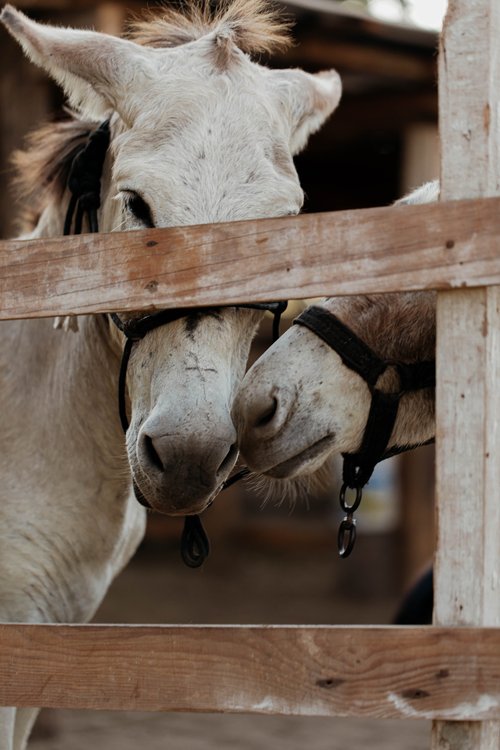 Two donkeys with halters stand behind a wooden fence on a farm, looking at the camera with curious expressions in a medium outdoor shot.