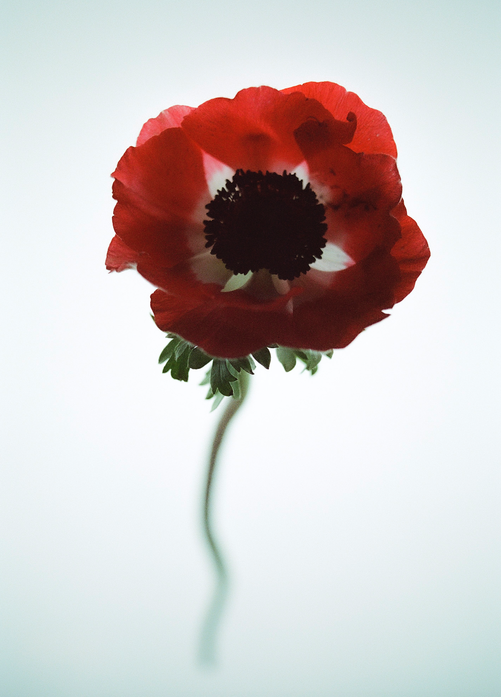 Close-up studio shot of a red anemone flower with a black center and green stem against a bright white background.